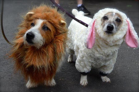 Clancy and Boudi