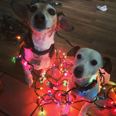 Sadie (left) and Former GA JRT Sparky (right)
