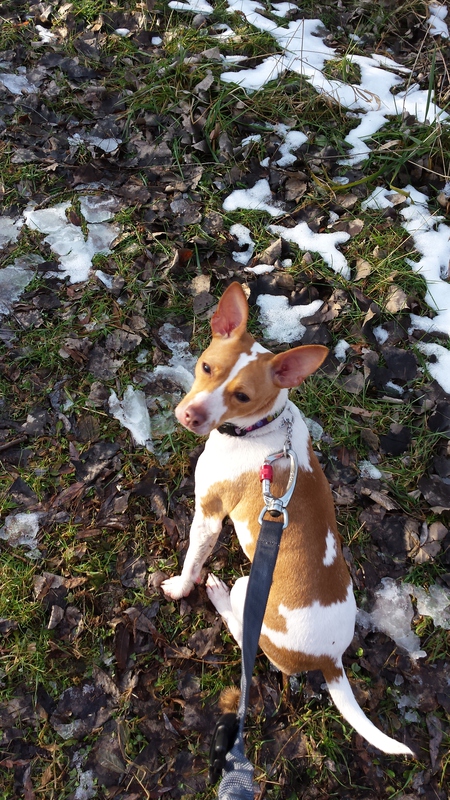 Jax