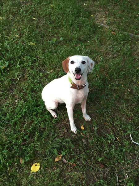 Lacey