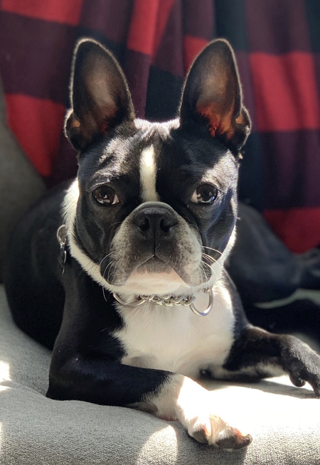 Bruce