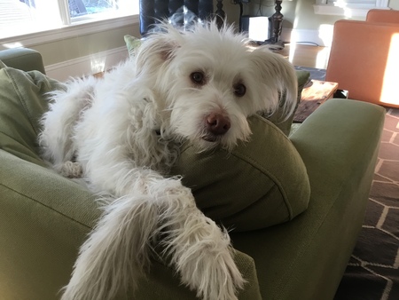 Entry image for Stella. Clicking this image will show a larger photo