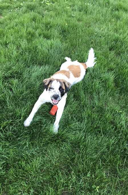 Daisy
