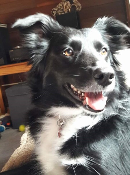 Dixie