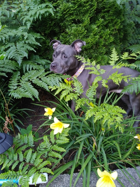 Nyla
