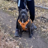Entry image for Dozer