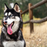Entry image for Sammie