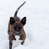 Entry image for Josie