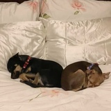 Entry image for Paco and Stitch