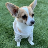 Entry image for Yoda