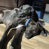 Entry image for Sasha and Rocky