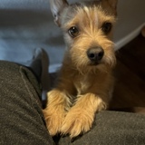 Entry image for Levi