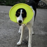 Entry image for Lola