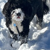 Entry image for Bernie