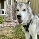 Entry image for Rudy