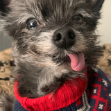 Entry image for Tofu