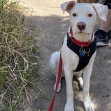 Entry image for Gus