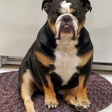 Entry image for Mugsy