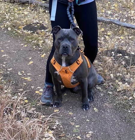 Entry image for Dozer. Clicking this image will show a larger photo