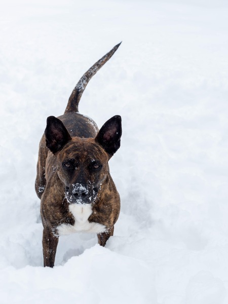 Entry image for Josie. Clicking this image will show a larger photo