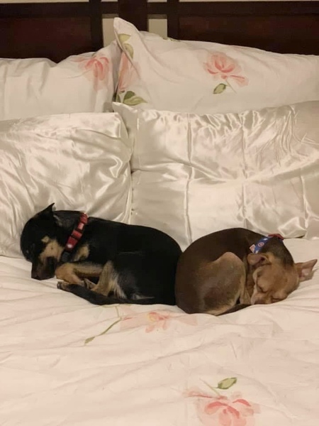 Entry image for Paco and Stitch. Clicking this image will show a larger photo
