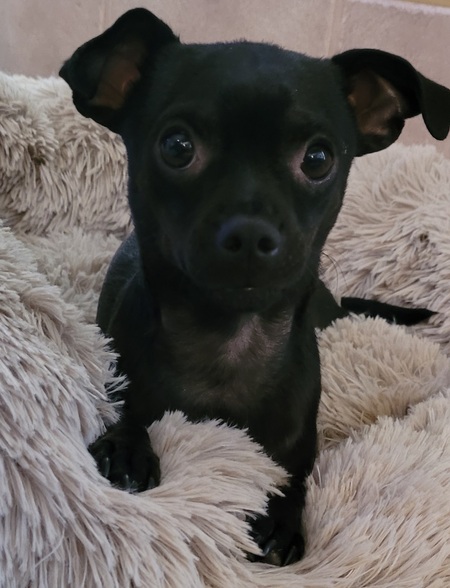 Entry image for Louis. Clicking this image will show a larger photo