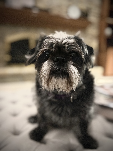 Entry image for Nillie. Clicking this image will show a larger photo