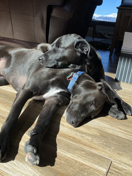Entry image for Sasha and Rocky. Clicking this image will show a larger photo