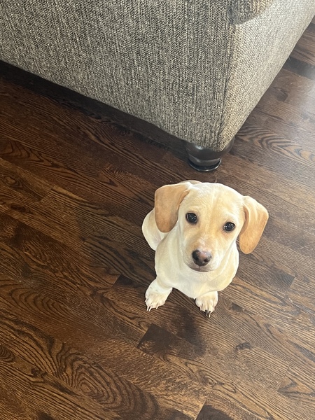 Entry image for Cooper . Clicking this image will show a larger photo