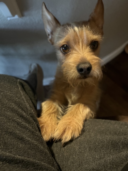 Entry image for Levi. Clicking this image will show a larger photo