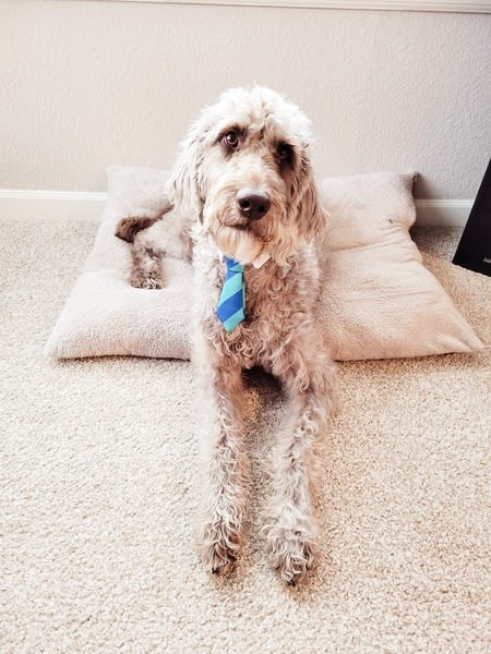 Entry image for Duke. Clicking this image will show a larger photo