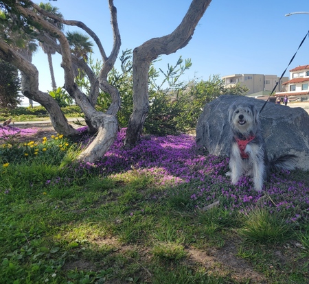 Entry image for Coco. Clicking this image will show a larger photo