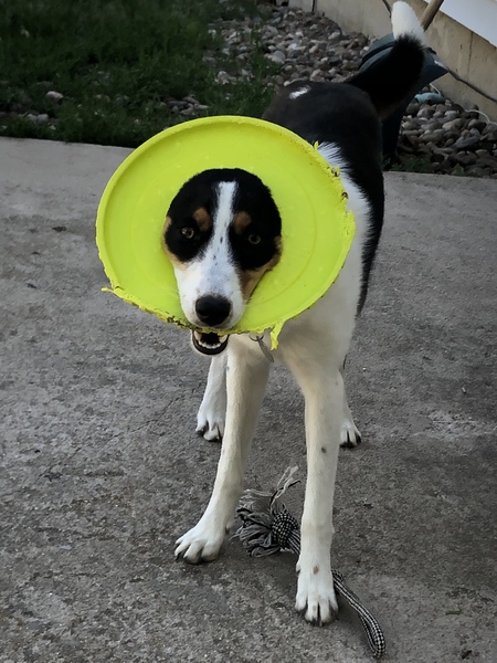 Entry image for Lola. Clicking this image will show a larger photo