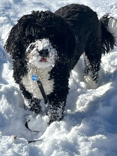 Entry image for Bernie. Clicking this image will show a larger photo