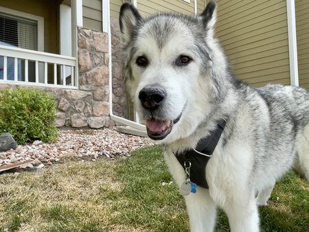 Entry image for Rudy. Clicking this image will show a larger photo