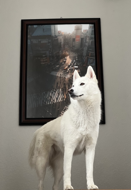 Entry image for Ahsoka. Clicking this image will show a larger photo