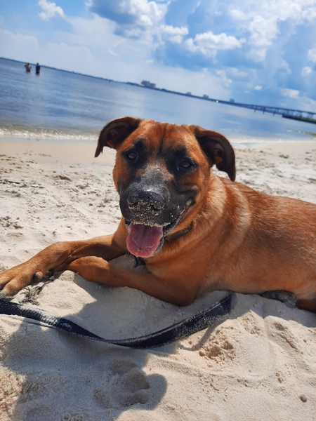 Entry image for Roscoe. Clicking this image will show a larger photo