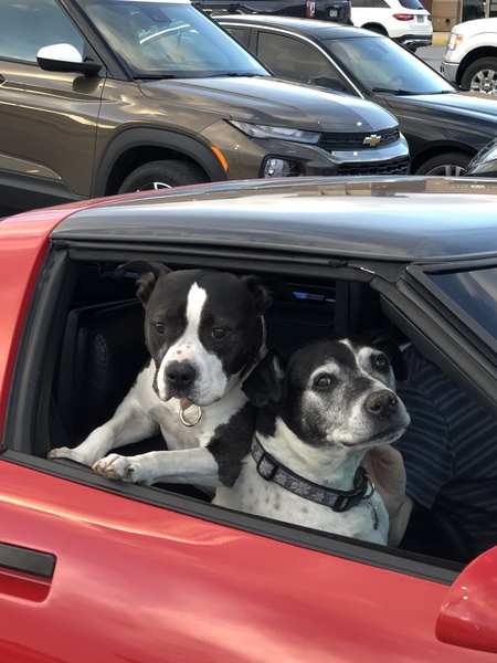 Entry image for Flower And Ellie. Clicking this image will show a larger photo