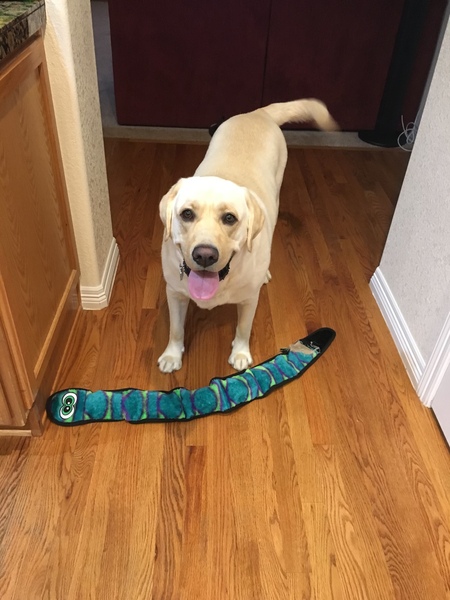 Entry image for Finn. Clicking this image will show a larger photo