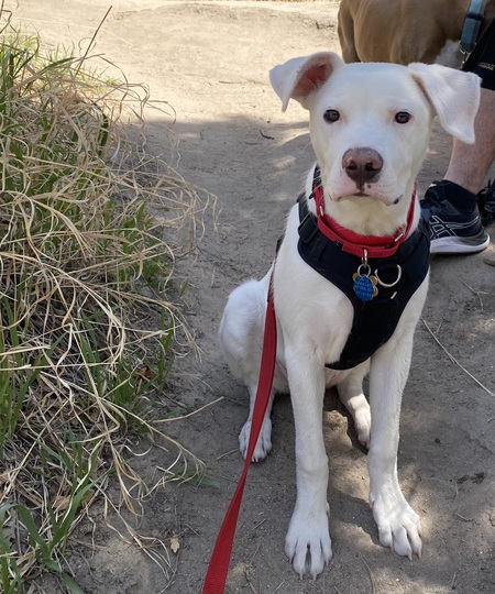 Entry image for Gus. Clicking this image will show a larger photo