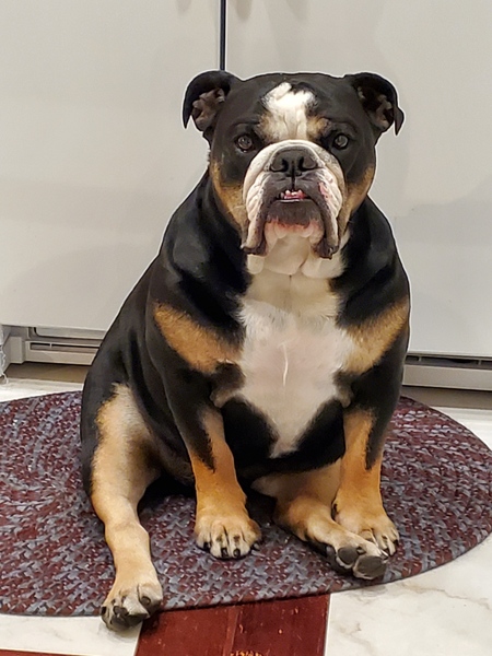 Entry image for Mugsy. Clicking this image will show a larger photo