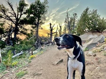 Entry image for Bode. Clicking this image will show a larger photo