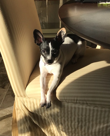 Trixie