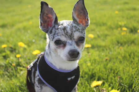 Zoe (RIP)