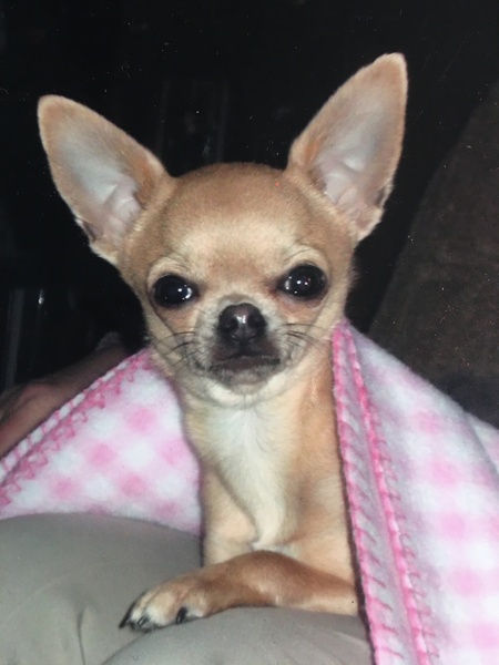 Ginger (RIP) 