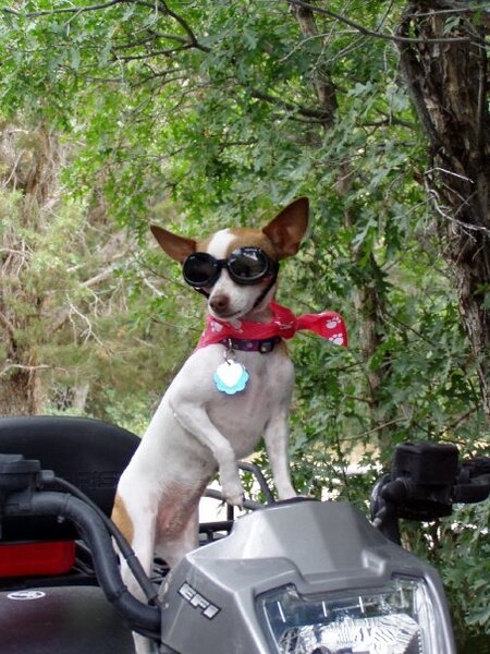 Chloe (RIP)