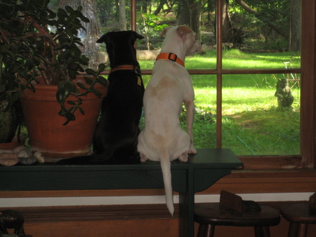 Solo and Skye