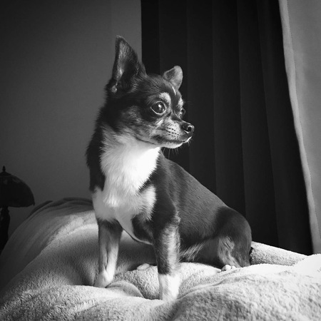Roo