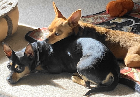 Scooby and Paula (CRT)
