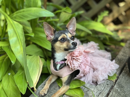 Dixie Leigh